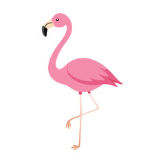 Flamingo: The Elegant Pink Wader