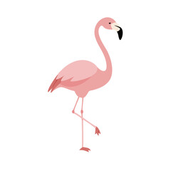 Flamingo: The Elegant Pink Wader