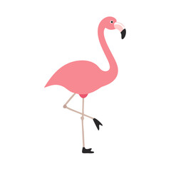 Flamingo: The Elegant Pink Wader