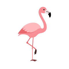 Flamingo: The Elegant Pink Wader
