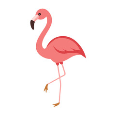 Flamingo: The Elegant Pink Wader