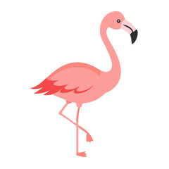 Flamingo: The Elegant Pink Wader