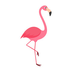 Flamingo: The Elegant Pink Wader