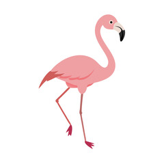 Flamingo: The Elegant Pink Wader