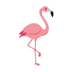 Flamingo: The Elegant Pink Wader