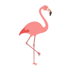 Flamingo: The Elegant Pink Wader