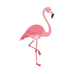 Flamingo: The Elegant Pink Wader