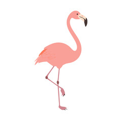 Flamingo: The Elegant Pink Wader