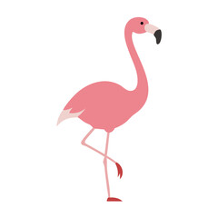 Flamingo: The Elegant Pink Wader