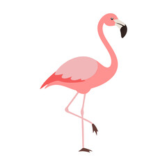 Flamingo: The Elegant Pink Wader
