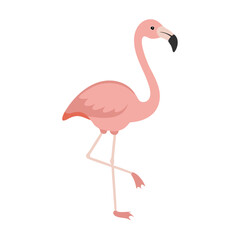 Flamingo: The Elegant Pink Wader