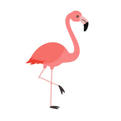 Flamingo: The Elegant Pink Wader