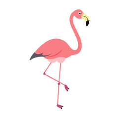 Flamingo: The Elegant Pink Wader