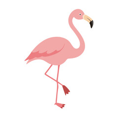 Flamingo: The Elegant Pink Wader