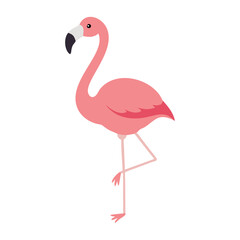 Flamingo: The Elegant Pink Wader