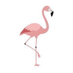 Flamingo: The Elegant Pink Wader