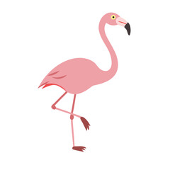 Flamingo: The Elegant Pink Wader