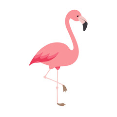 Flamingo: The Elegant Pink Wader