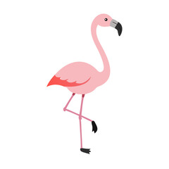 Flamingo: The Elegant Pink Wader