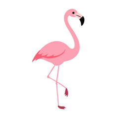 Flamingo: The Elegant Pink Wader