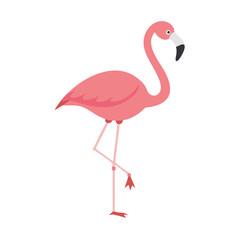 Flamingo: The Elegant Pink Wader