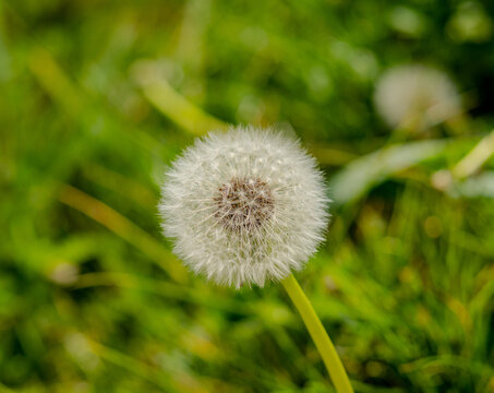 Dandelion in green beackground
