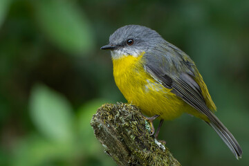 Eastern Yellow Robin