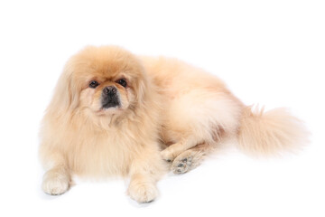 Fototapeta premium Cute Pekingese dog lying on white background