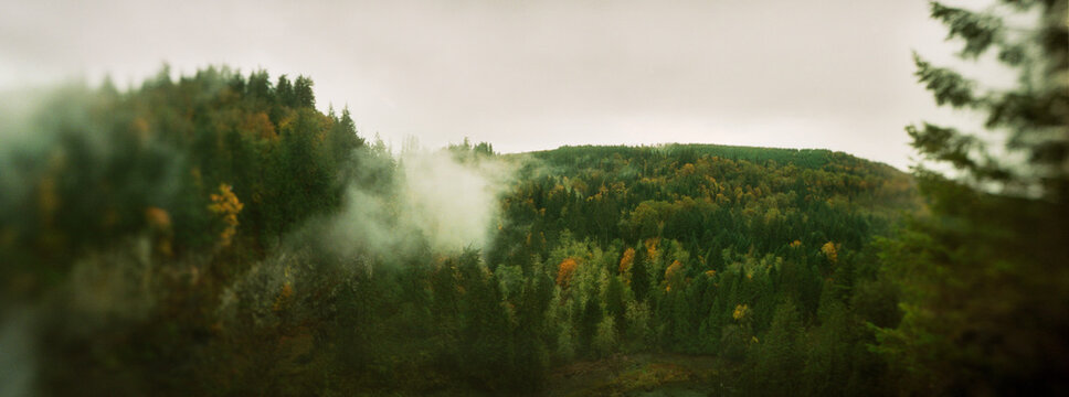 Panoramic view of fog over trees in a forest, Snoqualmie Falls, Snoqualmie, King County, Washington State, USA.