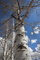 Fototapeta premium Aspen trees with blue sky and white clouds background