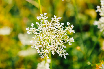Obraz premium Wildflowers close-up, landscape, flowers of wild carrot Daucus carota