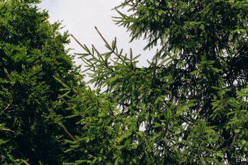 Christmas tree branches with small needles on the background of the cloudy sky