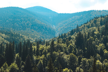 Lush green forest valley with mountains under a clear sky in summer