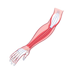 Arm Muscles and Tendons: Anatomical Illustration on Black