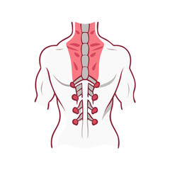 Human Anatomy Back Spine and Ribs illustration