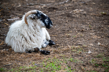 sheep in a pasture