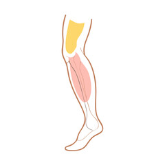 Human leg anatomy illustration of the muscles and nerves