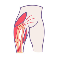 Human Anatomy: Muscle Structure of the Lower Extremity