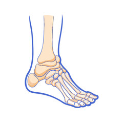 Anatomical Illustration of Foot Bones with blue outline