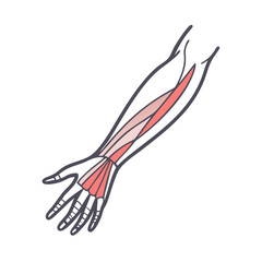 Human Arm Musculature Anatomy Illustration on Black Background