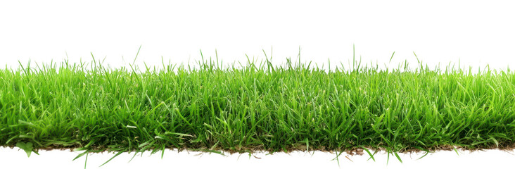 Obraz premium PNG Green grass lawn background isolated vegetation.