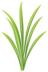 Obraz premium PNG Culinary lemongrass herbs leaf illustration design plant.