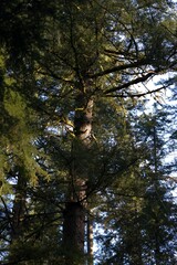 trees in the forest