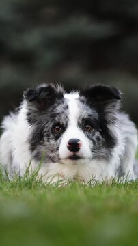 Cheerfully Border Collie with a shiny pedigree dashes through a lush green park, eyes locked on the camera. As it reaches the lens, it flops down on the grass with a happy grin pure playful energy in