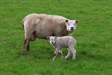 Schaf mit Lamm auf einer grünen Wiese