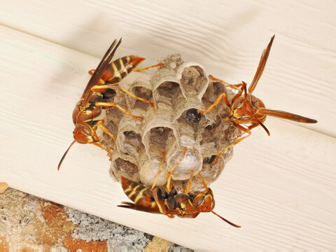 A Focus Stacked Close-up Image of Orange Paper Wasps on Their Nest