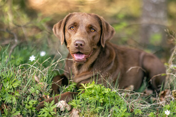 Portrait of  a female labrador retriever dog in a forest in spring outdoors