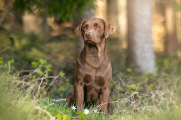 Portrait of  a female labrador retriever dog in a forest in spring outdoors