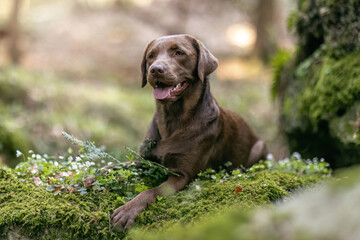Portrait of  a female labrador retriever dog in a forest in spring outdoors