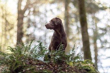 Obraz premium Portrait of a female labrador retriever dog in a forest in spring outdoors